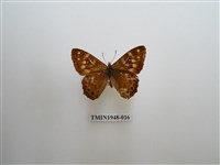 藏品(玉山幽眼蝶)的圖片